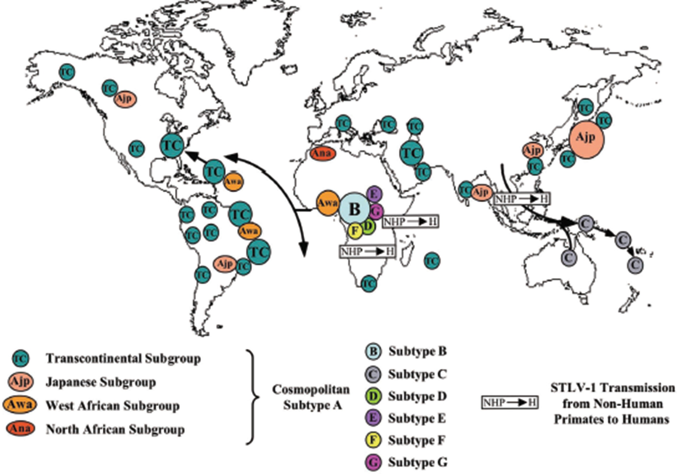 Global Htlv 1 2 Burden And Associated Diseases Springerlink