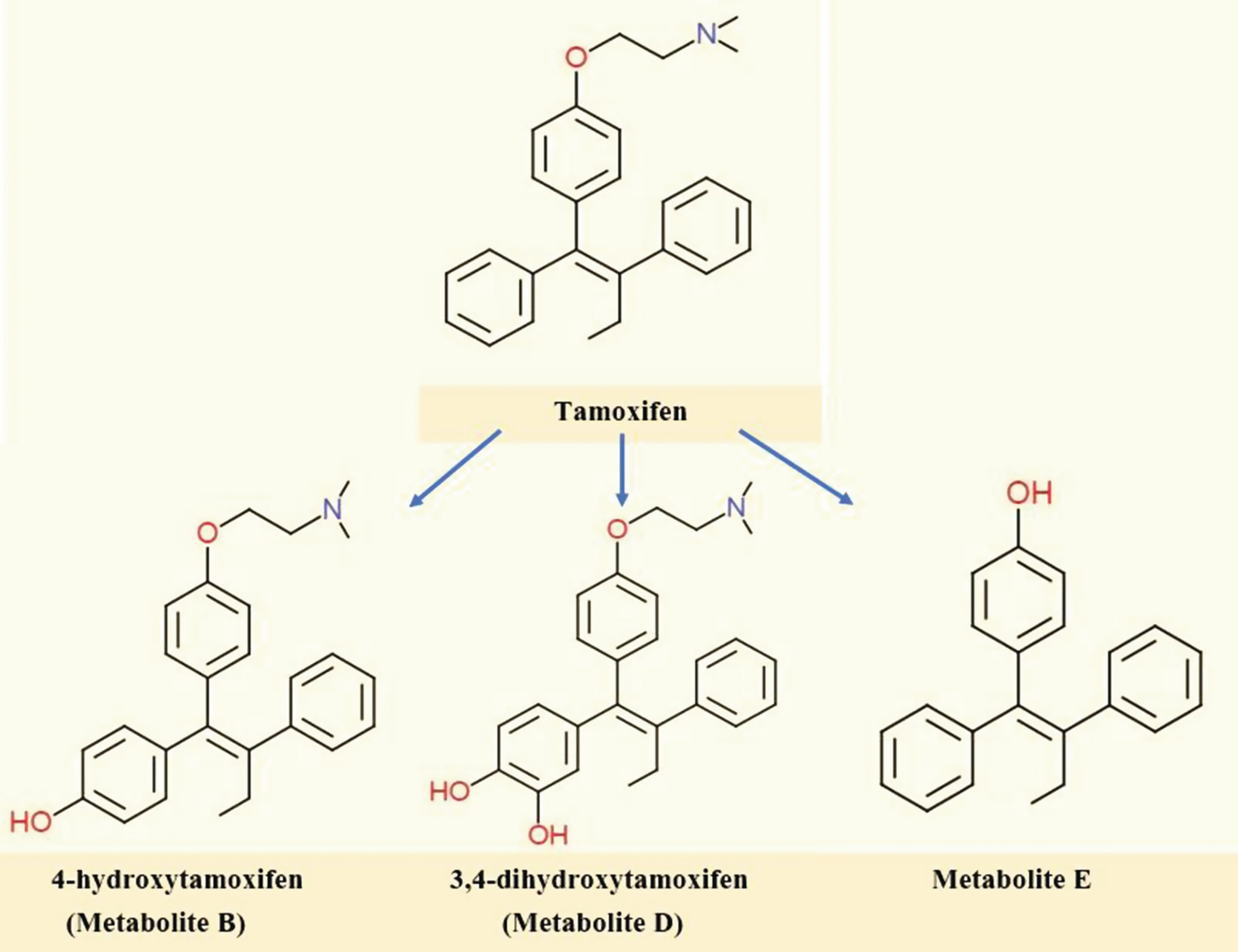 The First Targeted Therapy To Treat Cancer The Tamoxifen Tale