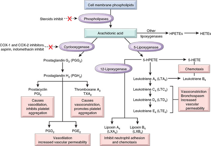 Immune Mediated Glomerular Injury Springerlink