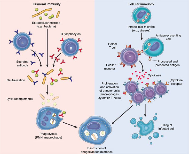 immune mediated glomerular injury springerlink cell mediated response
