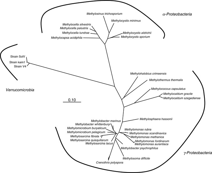 The Aerobic Methane Oxidizing Bacteria (Methanotrophs) | SpringerLink