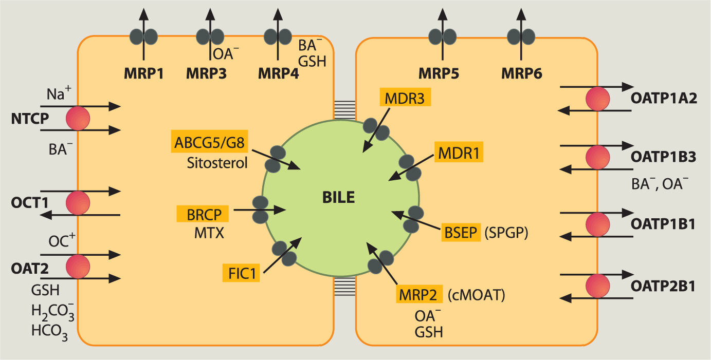 Approach To The Patient With Cholestasis And Jaundice Springerlink