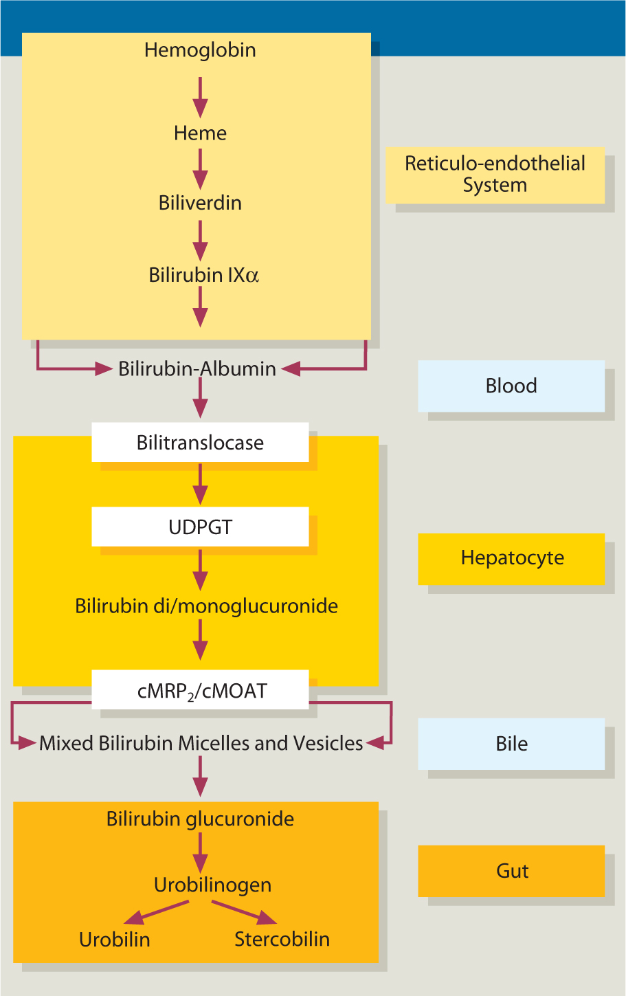 Formation And Secretion Of Bile And Bilirubin Metabolism Springerlink Formation And Secretion Of Bile And Bilirubin Metabolism Springerlink