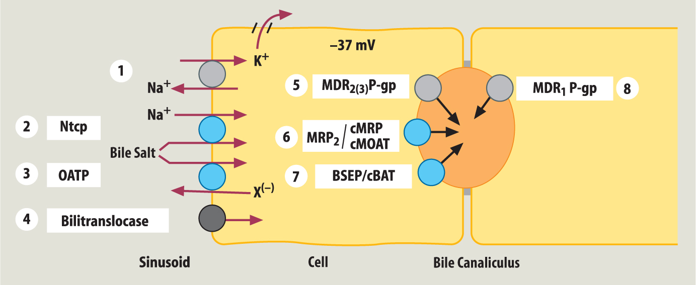 Formation And Secretion Of Bile And Bilirubin Metabolism Springerlink