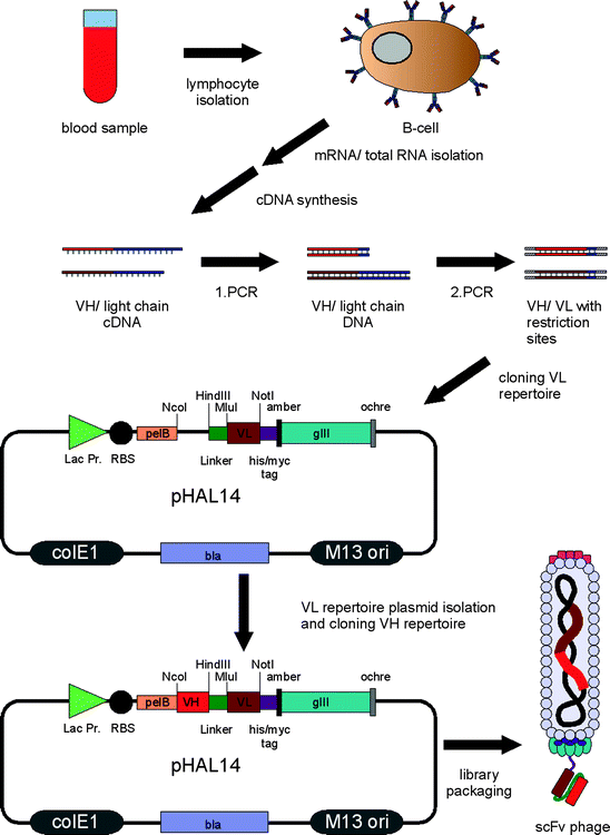 Human Antibody Gene Libraries SpringerLink
