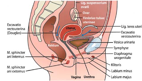 Anatomie Und Physiologie Springerlink
