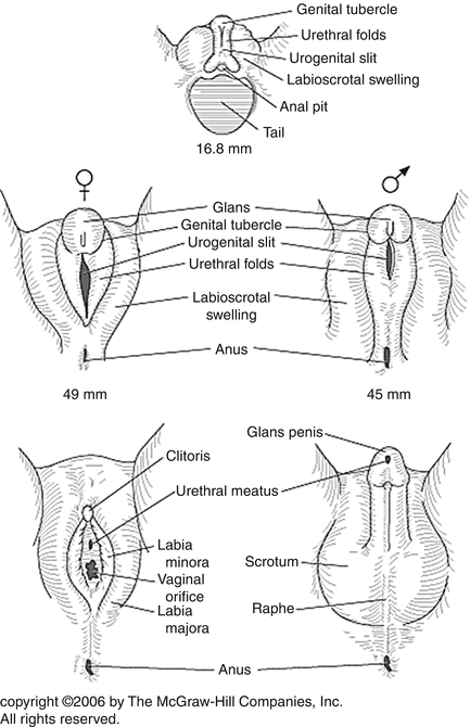 Disorders Of Sexual Development Springerlink