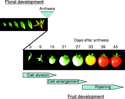 Fruit Development | SpringerLink