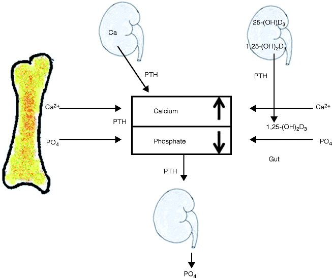 describe bone physiology and the bone remodeling cycle