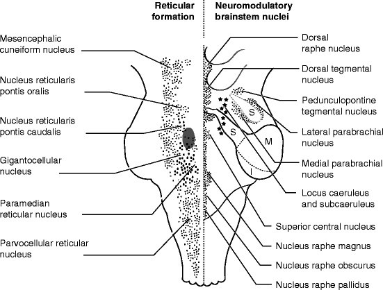 Neuroanatomy Of The Brainstem Springerlink
