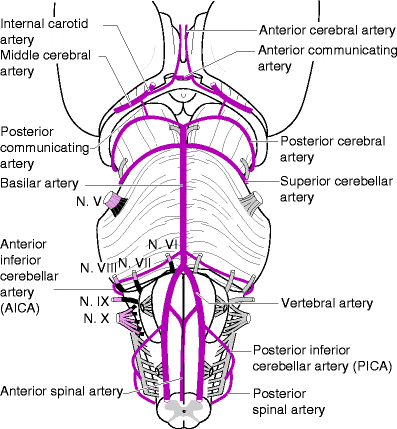 Neuroanatomy of the Brainstem | SpringerLink