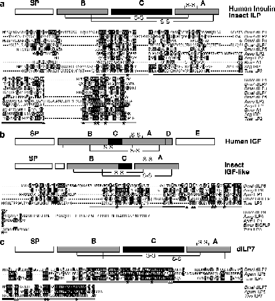 The Functions Of Insulin Like Peptides In Insects Springerlink