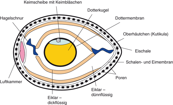 Eier Und Eiprodukte Springerlink