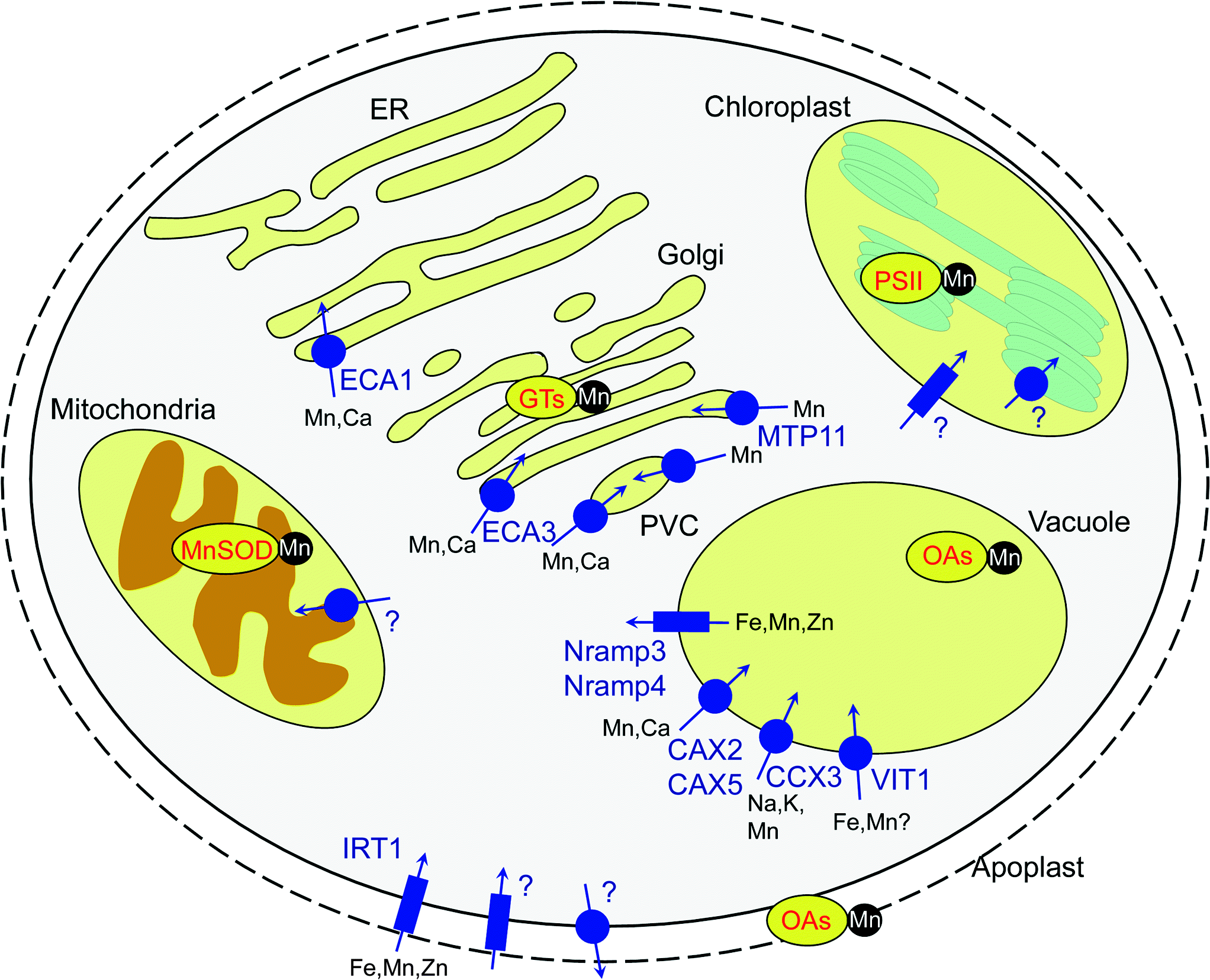 Dissecting Pathways Involved in Manganese Homeostasis and Stress in