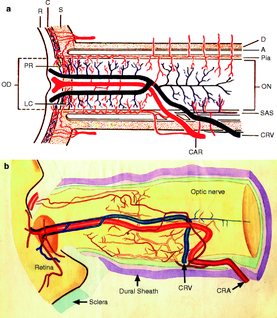 Blood Supply of the Optic Nerve SpringerLink