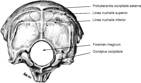 Oase occipitală