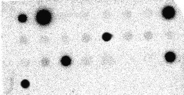 dot blot antibody dot blot antibody