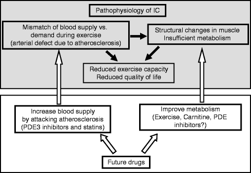 Phosphodiesterases As Targets For Intermittent Claudication Springerlink