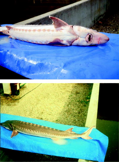 Brief Introduction To Sturgeon With A Special Focus On The - 