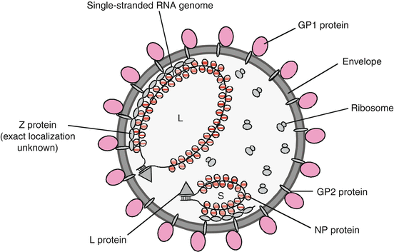 Viruses With Single Stranded Segmented Negative Sense Rna Genomes Springerlink