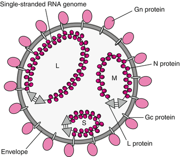 Viruses With Single Stranded Segmented Negative Sense Rna Genomes Springerlink Viruses With Single Stranded Segmented Negative Sense Rna Genomes Springerlink