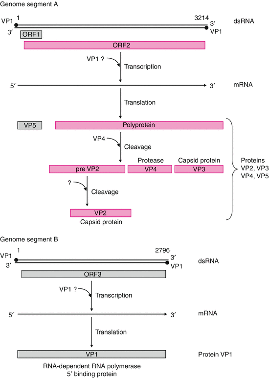 Viruses With Double Stranded Segmented Rna Genomes Springerlink Viruses With Double Stranded Segmented Rna Genomes Springerlink