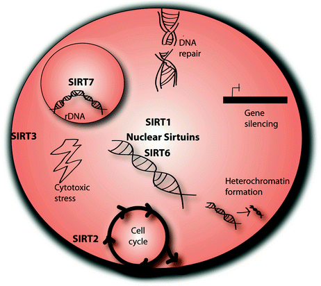 Characterization Of Nuclear Sirtuins Molecular Mechanisms And Physiological Relevance Springerlink