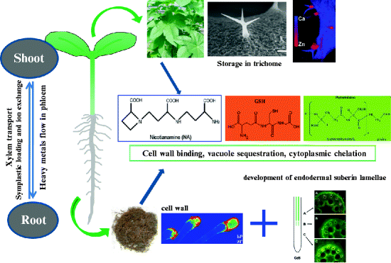 Heavy Metal Bindings And Their Interactions With Thiol Peptides And 