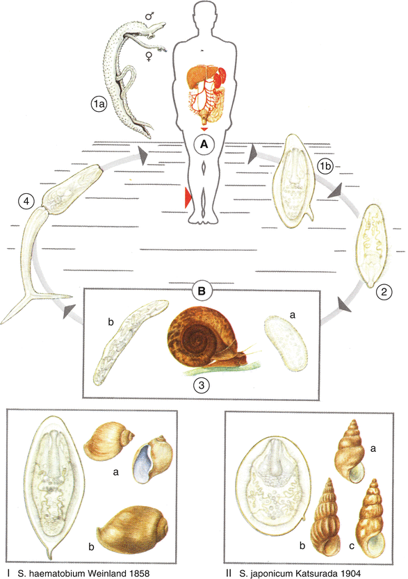 schistosomiasis snail species)