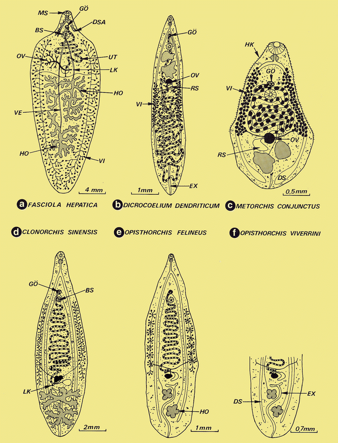 paraziti tratament opisthorchias