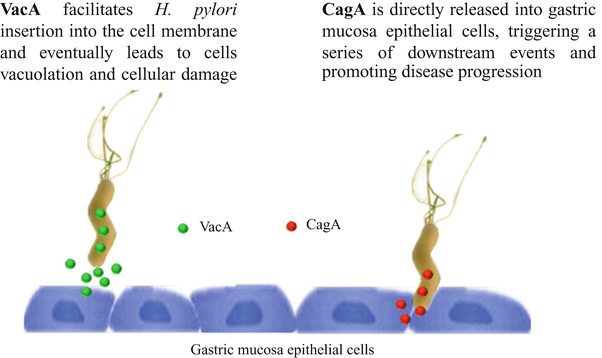 Helicobacter Pylori in the Pathogenesis of Gastric Cancer ...
