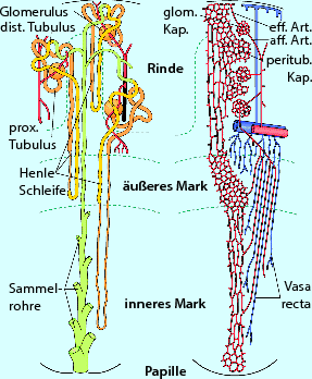 Anatomie Und Physiologie Der Niere Springerlink