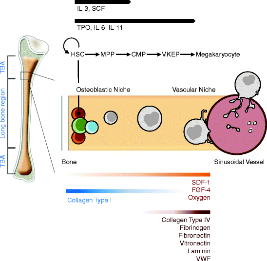 Platelets Production, Morphology and Ultrastructure SpringerLink