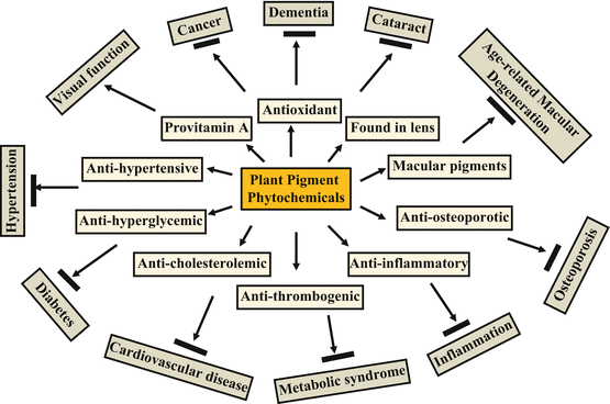 Biological Functions of Plant Pigment Phytochemicals in Humans