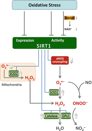 Sirtuin 1 (SIRT1) and Oxidative Stress | SpringerLink Sirtuin 1 (SIRT1) and Oxidative Stress | SpringerLink