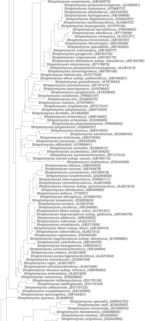 The Family Streptomycetaceae