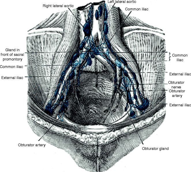 Surgical Anatomy of Pelvic Lymph Nodes | SpringerLink