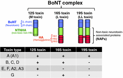 Uptake Of Botulinum Neurotoxin In The Intestine Springerlink