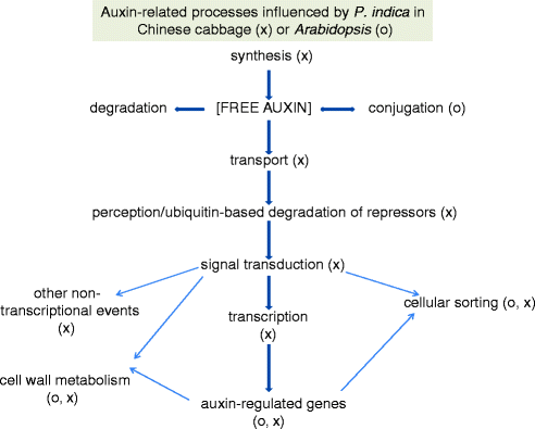 Piriformospora Indica Promotes Growth Of Chinese Cabbage By - 