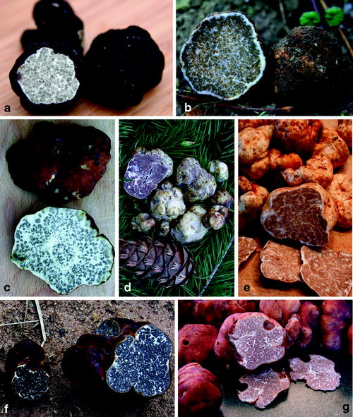 Native and Cultivated Truffles of North America SpringerLink