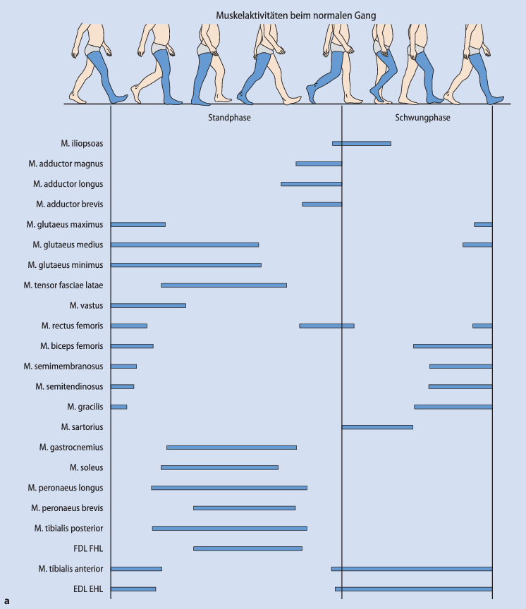 Der normale Gang | SpringerLink