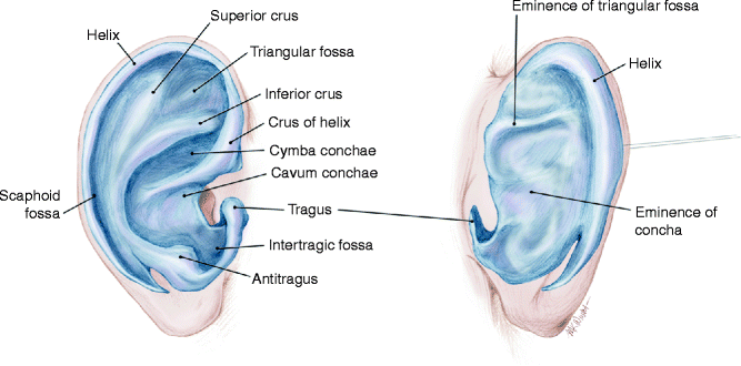 Anatomy of the External Ear | SpringerLink