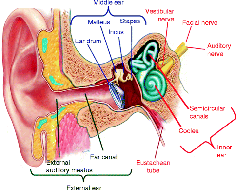 Surgical Anatomy of the Ear and Neighboring Regions | SpringerLink