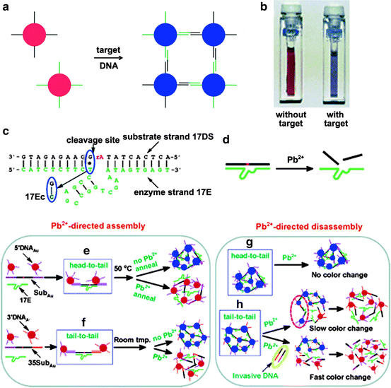 Functional Dna Integrated Nanomaterials For Biosensing - 