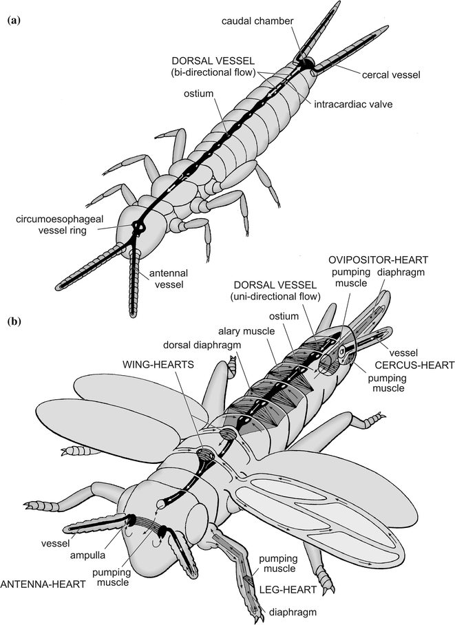 The Arthropod Circulatory System | SpringerLink