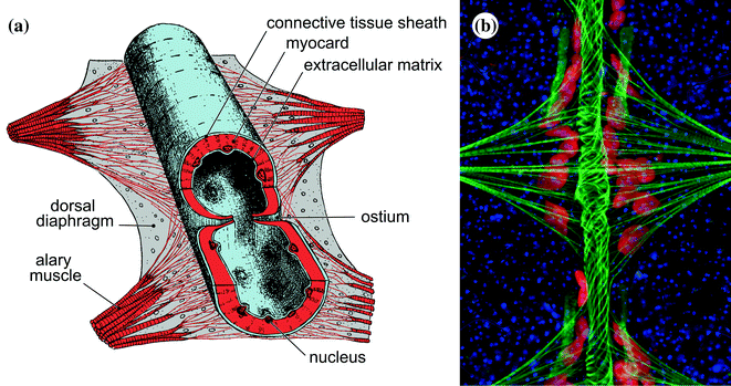 The Arthropod Circulatory System | SpringerLink