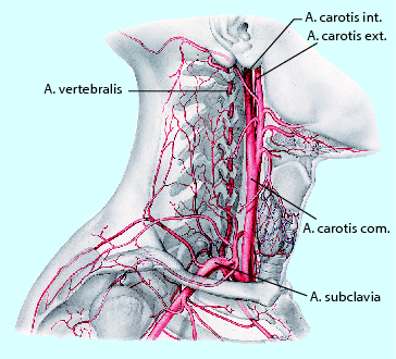 Arterien Und Venen Springerlink
