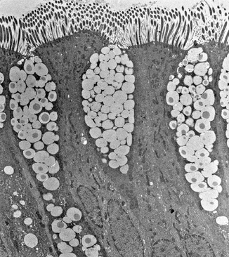 Mucus Goblet Cell Submucosal Gland Springerlink