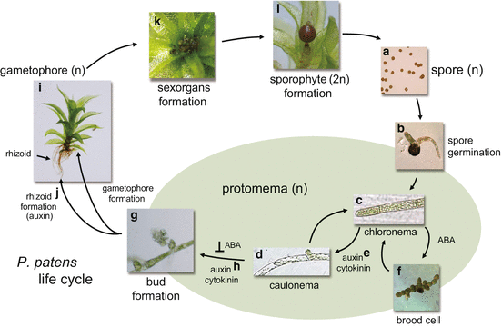 Aba As A Universal Plant Hormone Springerlink