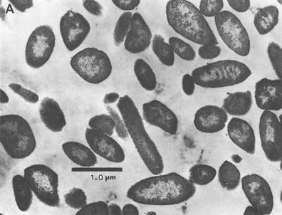 The Family Methanomicrobiaceae | SpringerLink